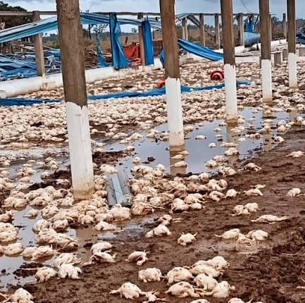 Tempestade provoca morte de 20 mil frangos em granja