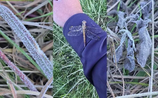 Amanhecer gelado traz geada e transforma a paisagem na Serra Catarinense