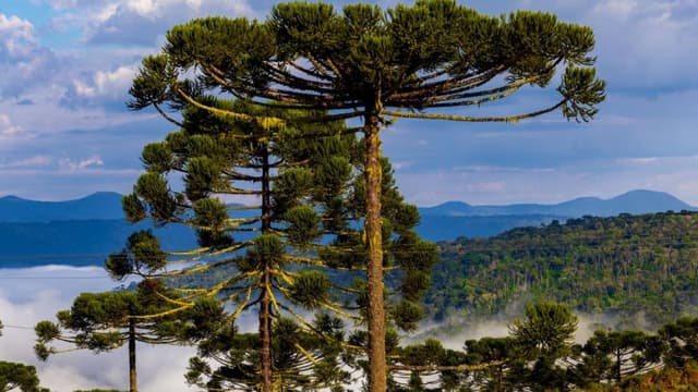 Fim de semana terá manhãs frias e risco de temporais em Santa Catarina