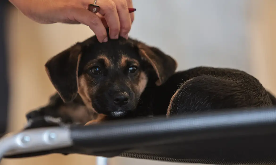 Nova lei regulamenta guarda compartilhada de pets após separação de casais