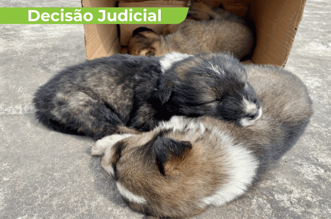 TJSC confirma que abandono de animais configura crime de maus-tratos