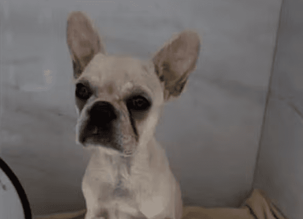 Cãozinho foi levado para atendimento (Foto por Divulgação)