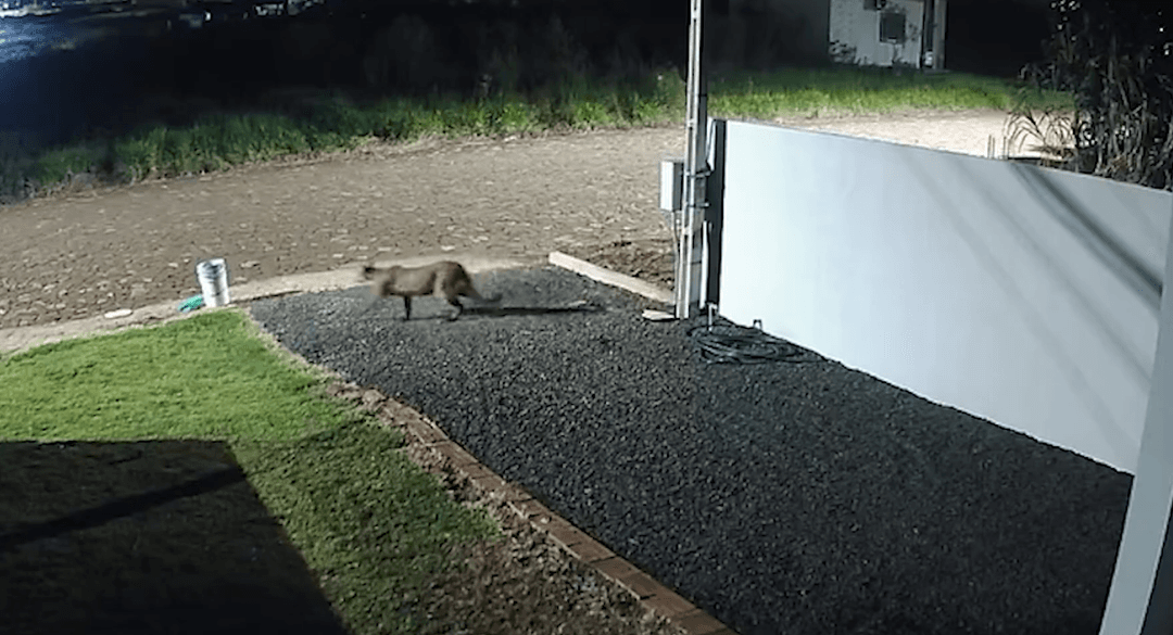 Vídeo mostra onça-parda caminhando no Sudoeste paranaense