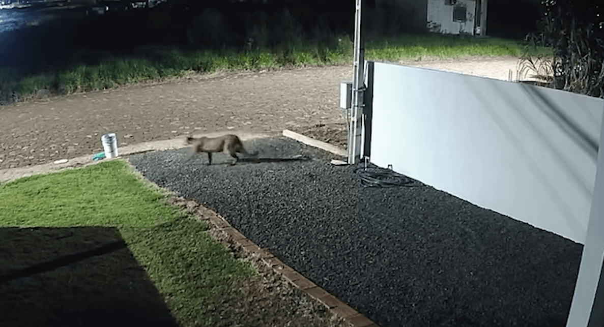 Vídeo mostra onça-parda caminhando no Sudoeste paranaense