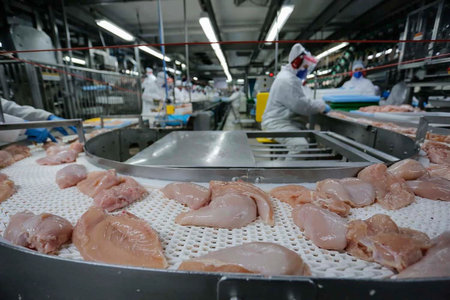 Exportações de frango de SC atingem maior valor da história (Foto por Reprodução/Internet)