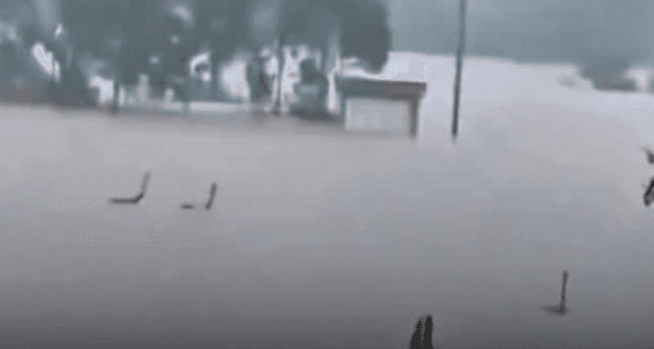 Temporal destrói criadouro e mais de 900 cobras escapam