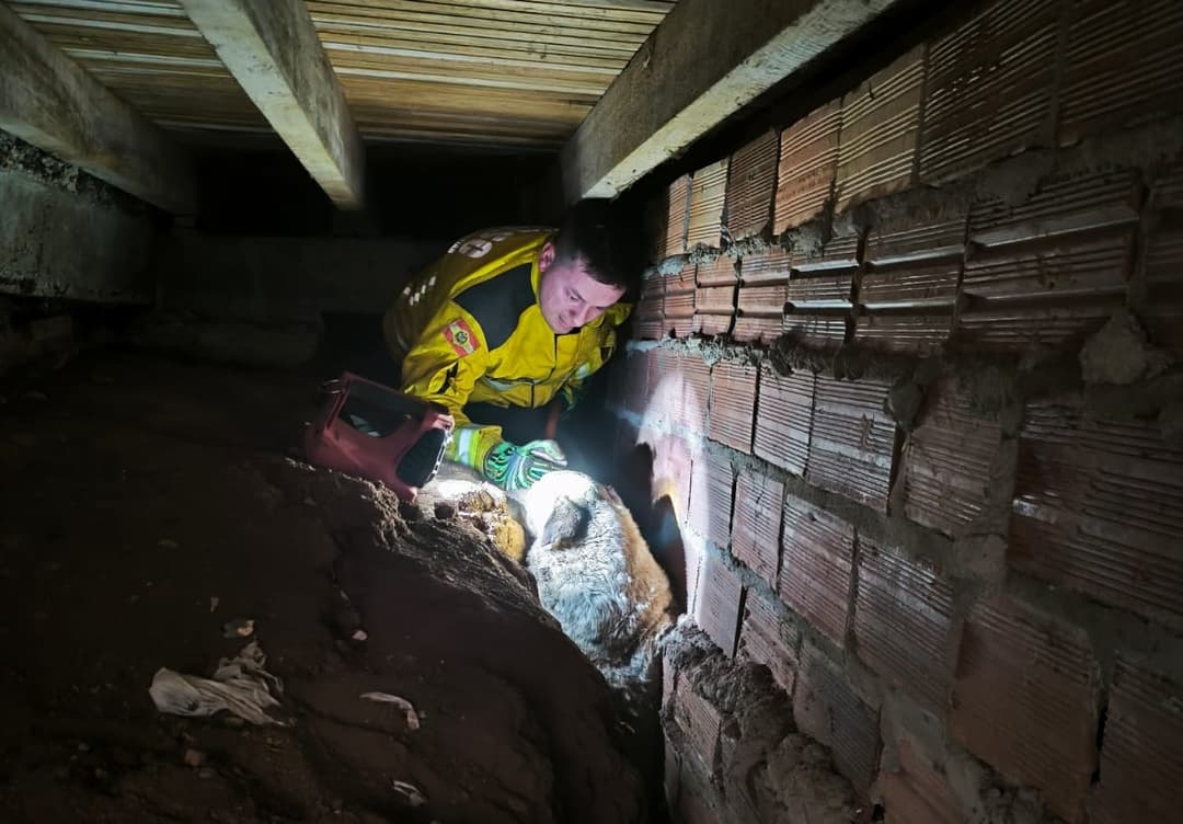Cão abandonado procura abrigo, mas fica entalado embaixo de casa