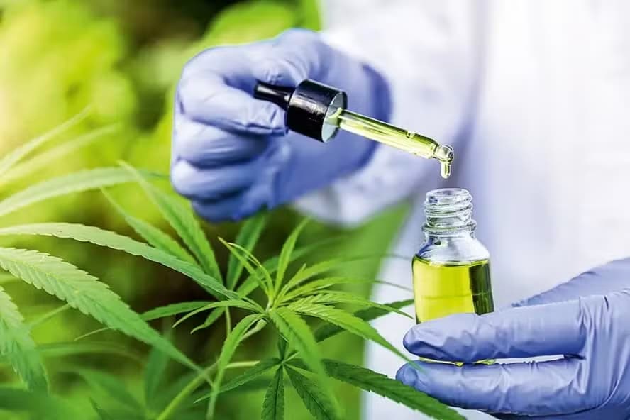 Anvisa propõe novas regras para a cannabis medicinal no Brasil