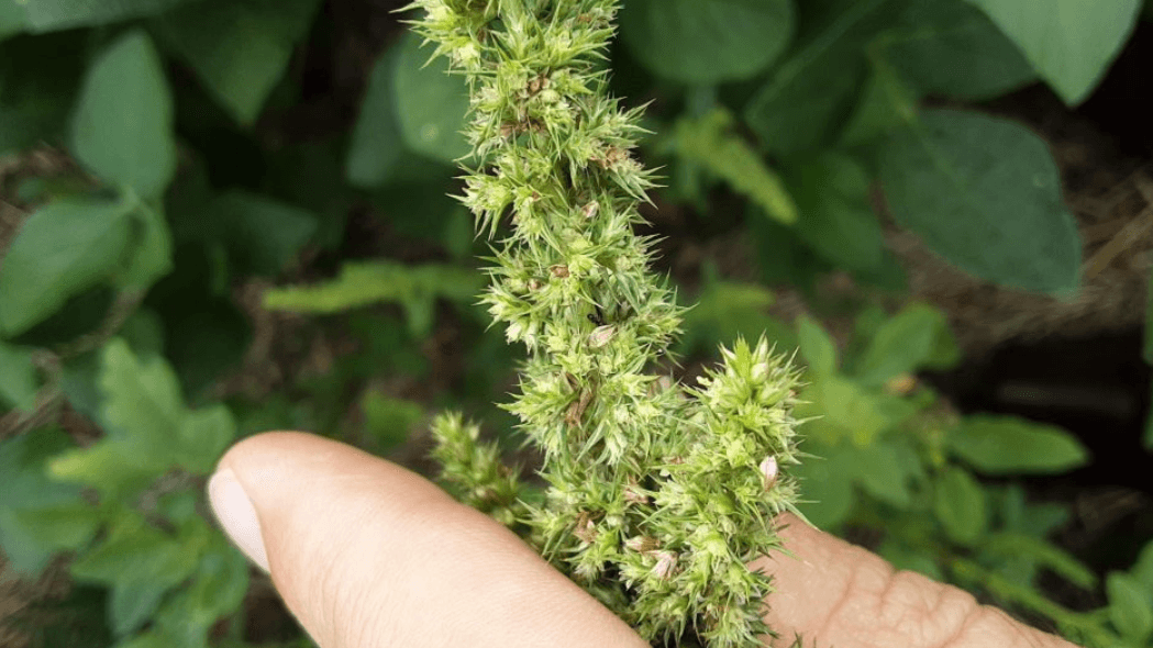 Cidasc identifica foco de caruru-gigante em SC, inicia medidas de contenção e reforça alerta fitossanitário