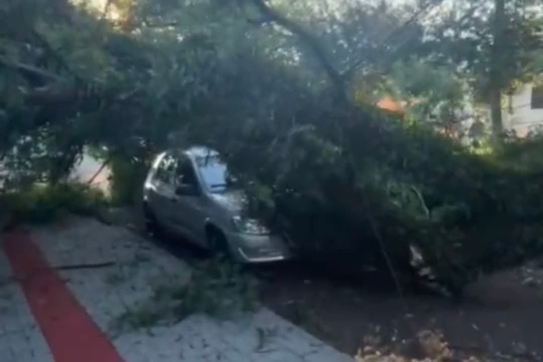 Árvore gigante cai sobre carros em Pinhalzinho