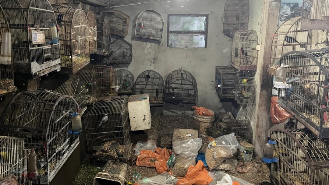 Fiscalização encontra aves mortas e recolhe 39 animais silvestres