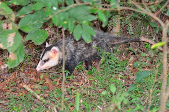 Biólogo explica por que animais silvestres aparecem com frequência em áreas urbanas