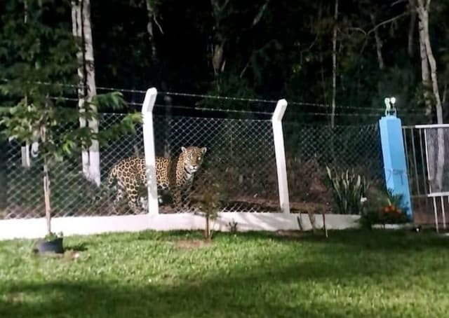 Polícia investiga possível aparição de onça-pintada no Oeste