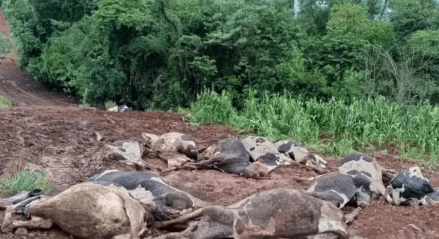 48 vacas morrem de forma misteriosa em propriedade