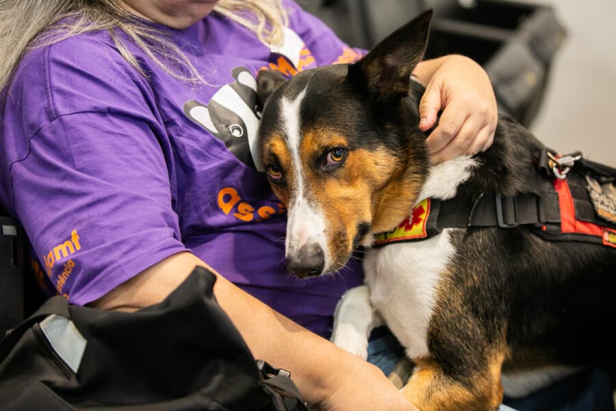 Projeto sobre rede de acolhimento a animais já está em tramitação na Alesc (Foto por Reprodução/Alesc)