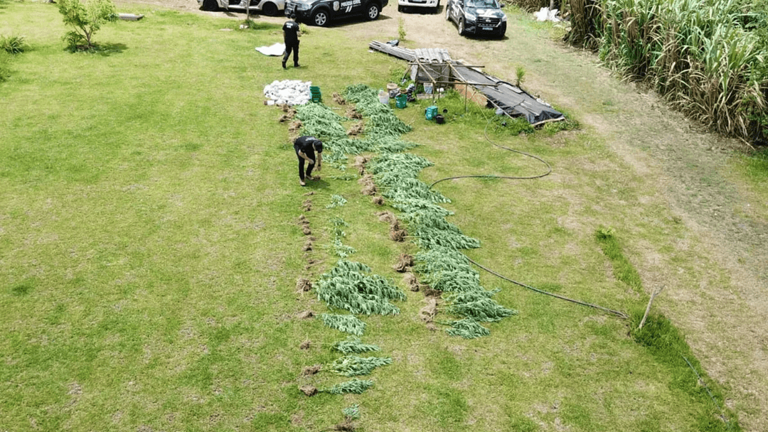 Polícia fecha “negócio verde” que funcionava na região