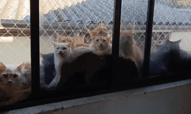Animais se aglomeravam até nas janelas (Foto por Reprodução / Prefeitura)