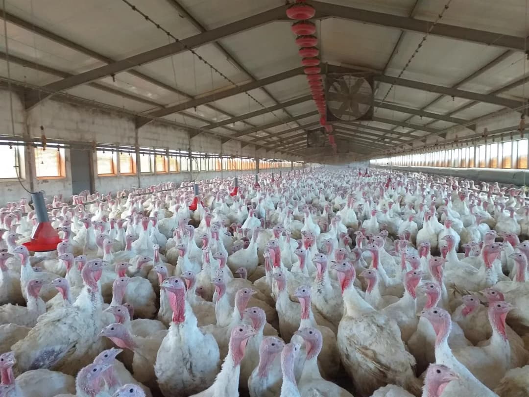 Nova Itaberaba registra foco do vírus da doença de Newcastle em criação comercial de perus