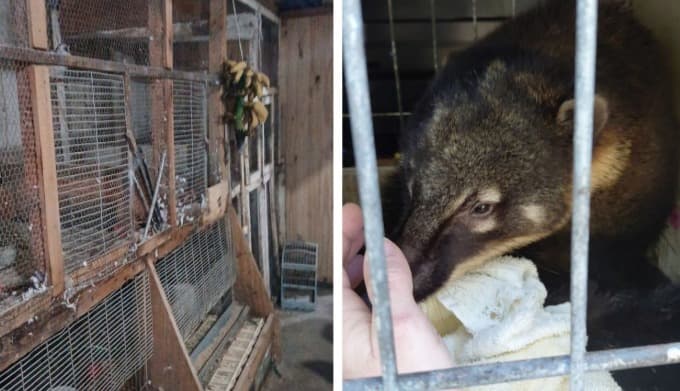 Pinhalzinho é alvo de operação do Ibama contra comércio ilegal de animais