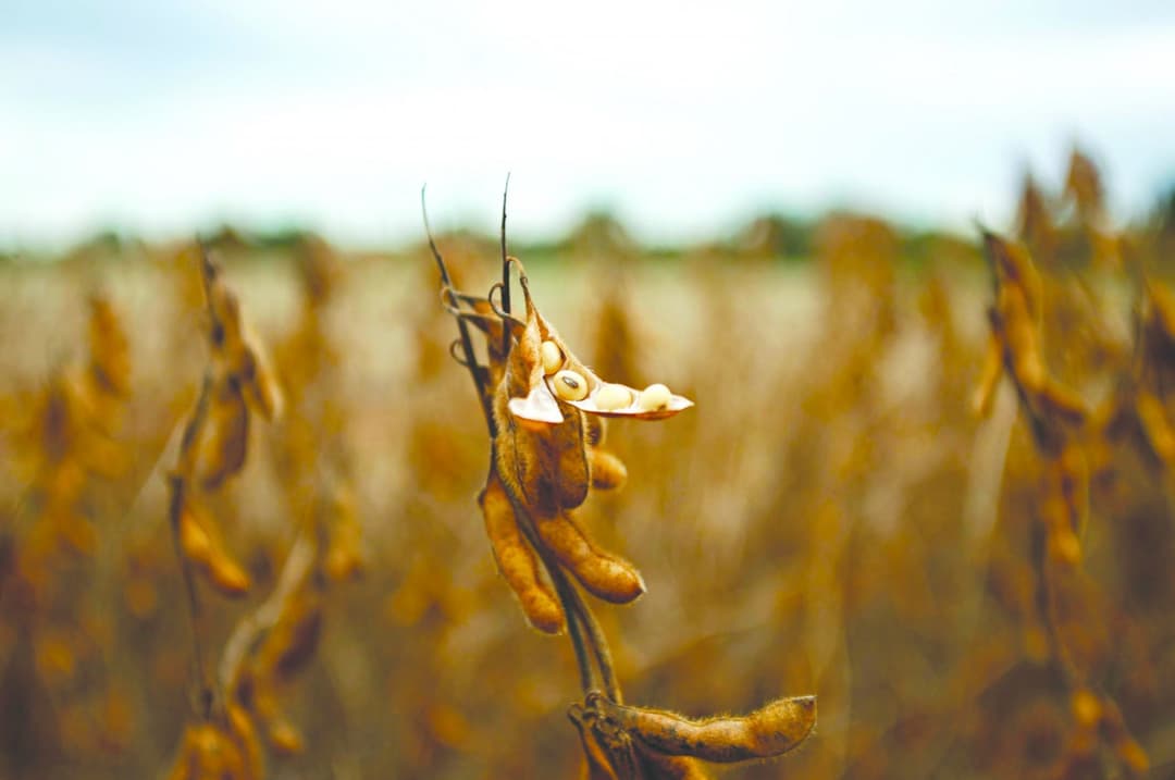 Brasil encerra 2025 com aumento nas exportações de soja, farelo e milho