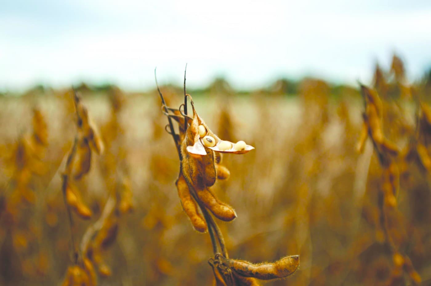 Recordes na soja e no farelo marcam desempenho do Brasil no mercado global (Foto por Hugo Harada)