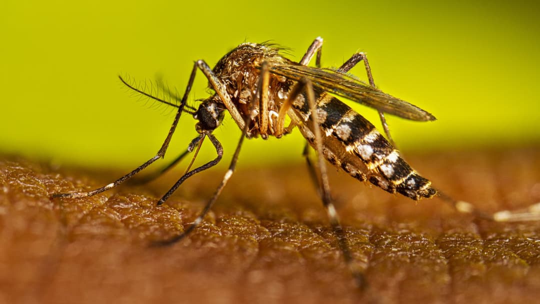 Pinhalzinho registra 16 casos de dengue e alerta para cuidados no Dia de Finados