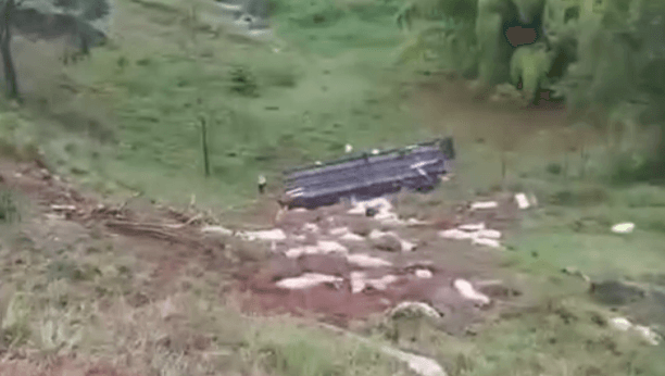 Veículo com 140 porcos tomba em ribanceira de 50 metros