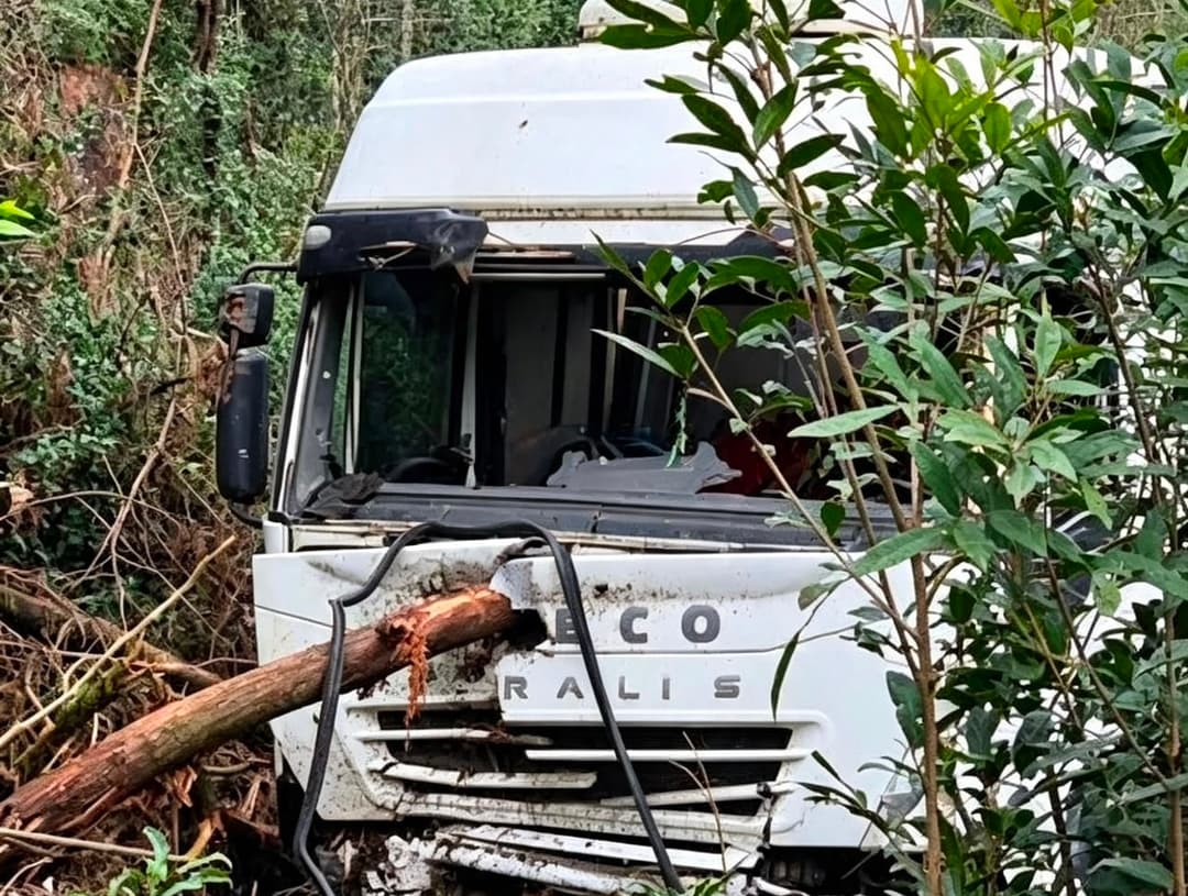 Eucalipto atravessa cabine de caminhão; condutor escapa ileso