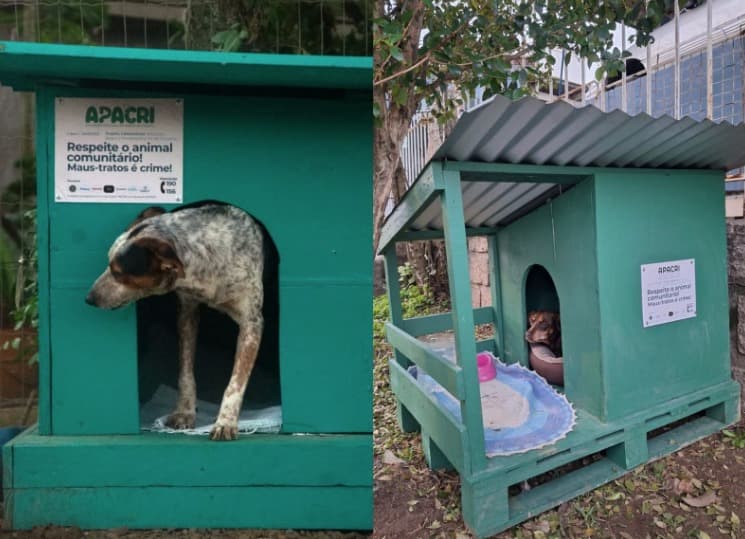 Projeto transforma trabalho de detentos em abrigo para cães durante o inverno em Criciúma