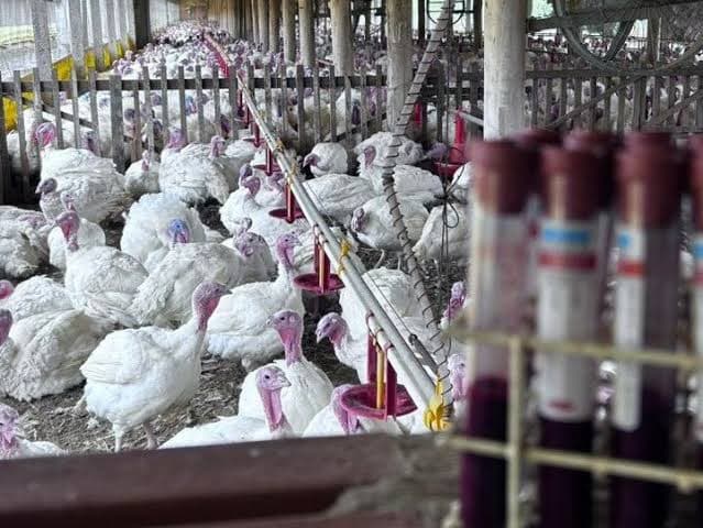 Caso de Newcastle em Nova Itaberaba gera barreiras comerciais para a avicultura