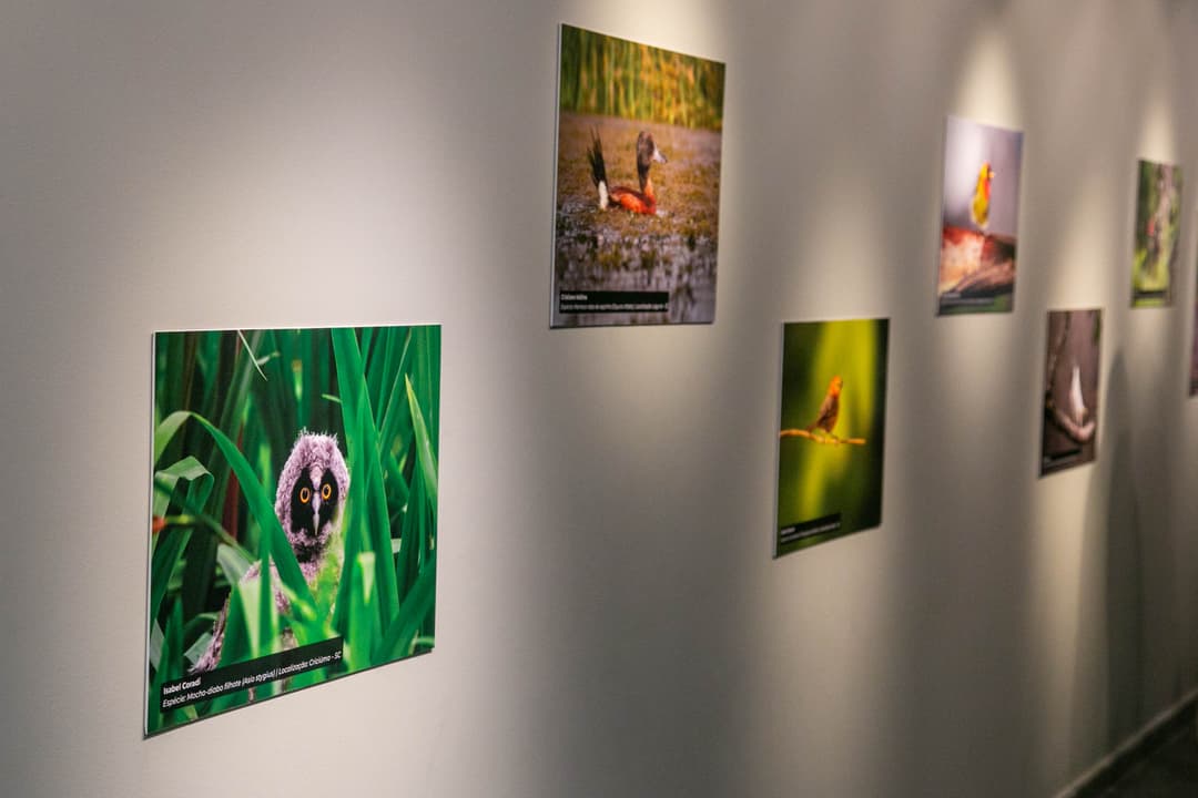 Exposição reúne fotografias de aves de Santa Catarina na Alesc