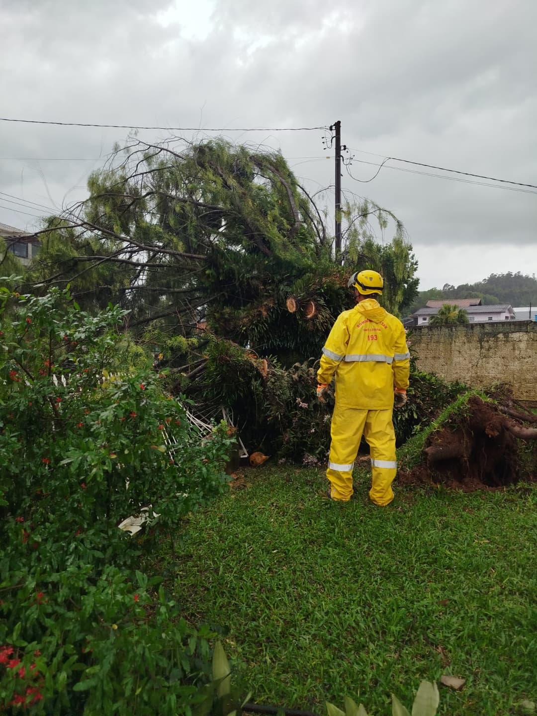 Rajada de vento derruba árvore de 3,5 metros e obstrui avenida em Maravilha