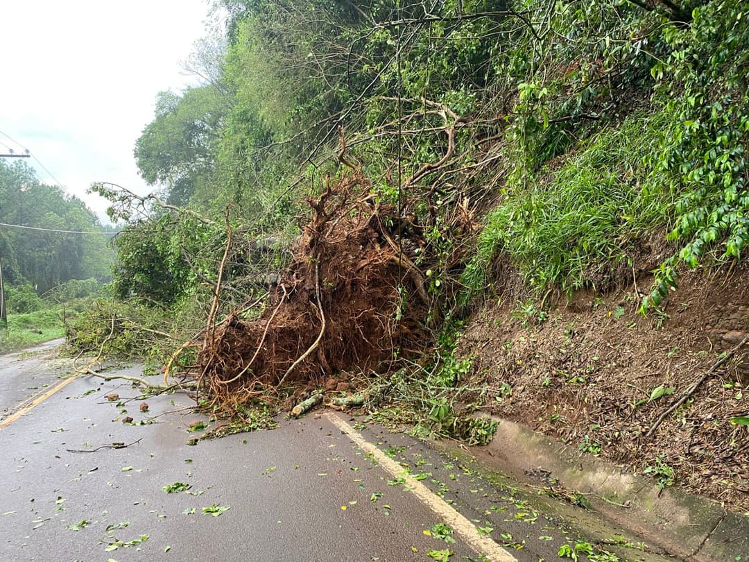 Queda de árvores sobre rede elétrica provoca transtornos no acesso a Sul Brasil