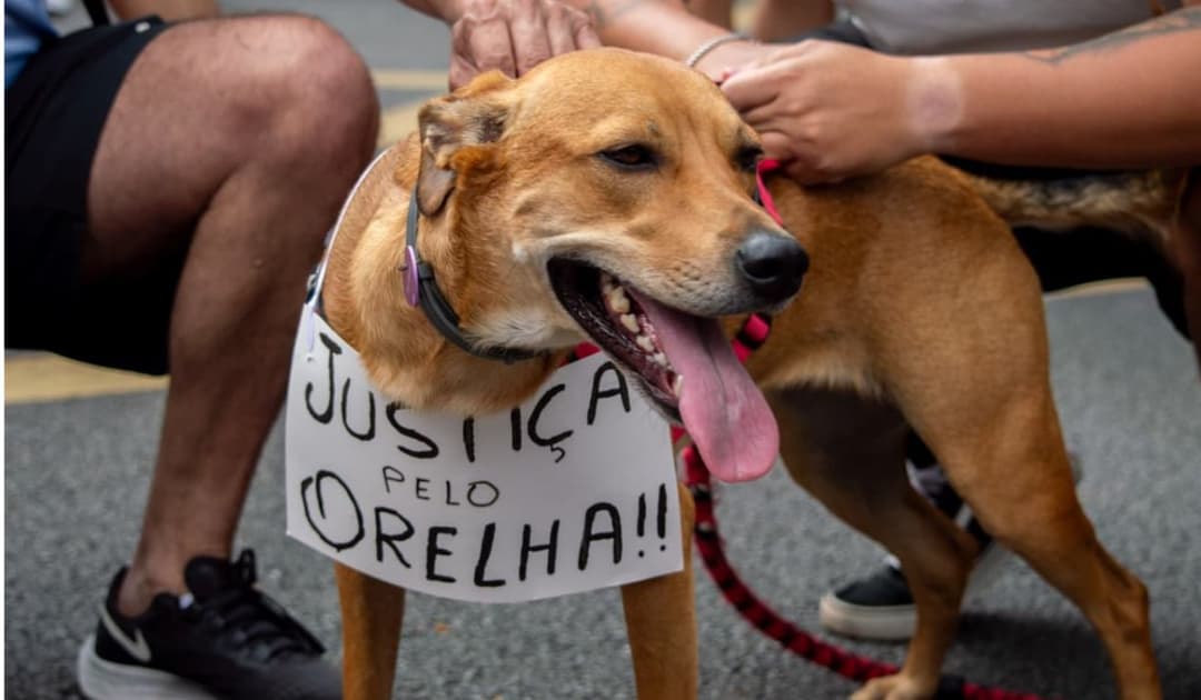 MPSC cria grupo de trabalho para apoiar investigações no caso do cão Orelha