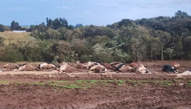Cerca de 30 vacas morrem eletrocutadas no Oeste
