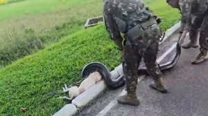 Vídeo mostra resgate de cachorro atacado por sucuri de 3 metros