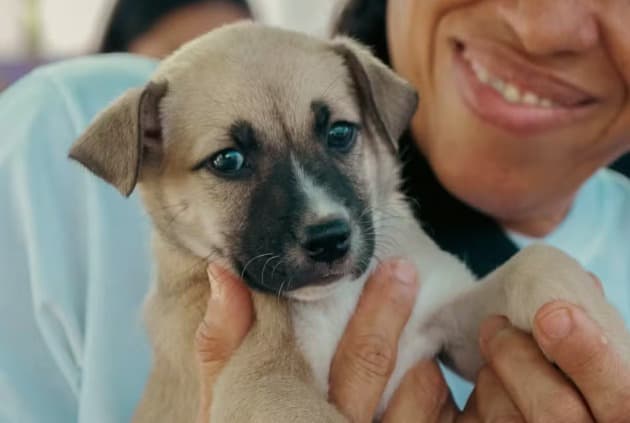 Ação reúne cães e gatos disponíveis e orienta população sobre adoção consciente (Foto por Deivid Menezes / Ascom PMP)