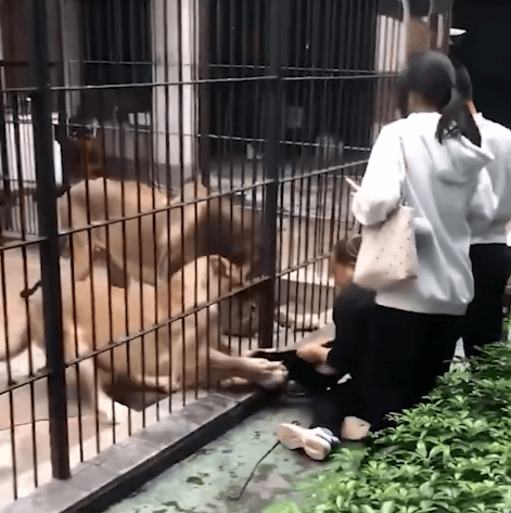 Menina de 10 anos sofre ataque de leoa em zoológico