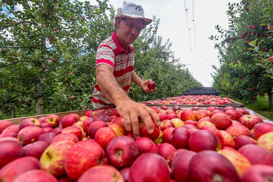 Certificação local acelera exportação e fortalece safra de maçã em Santa Catarina