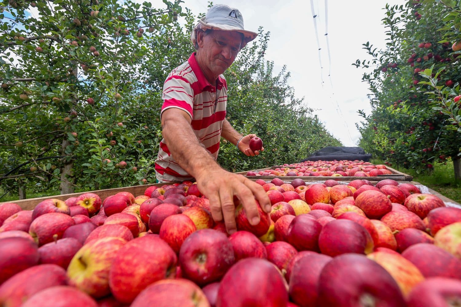 Santa Catarina agora pode exportar maçã diretamente pelos portos catarinenses (Foto por Ricardo Trida/SECOM)