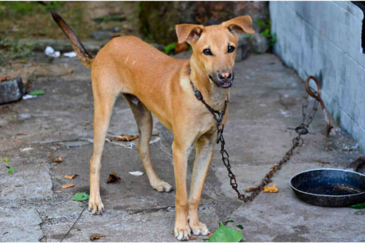 Proposta estabelece regras mais rígidas para proteção animal e prevê até perda da guarda em casos de irregularidades (Foto por Divulgação)