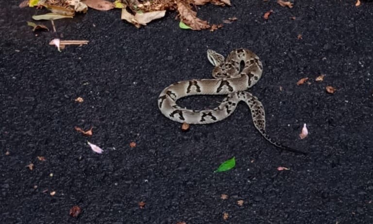 Cobra de mais de 1 metro surge no Oeste