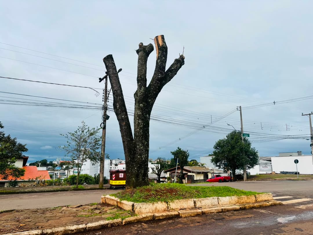 Prefeitura planeja novo bosque e aguarda autorização para retomar podas em Pinhalzinho