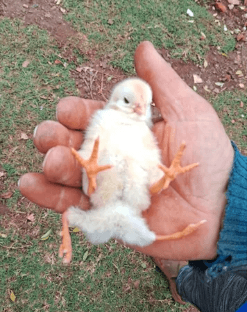 Pintinho nasce com quatro patas em propriedade rural