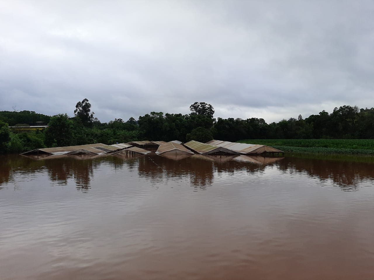 Estufas praticamente ficaram submersas comprometendo a produção (Foto: Gilmar Bortese )