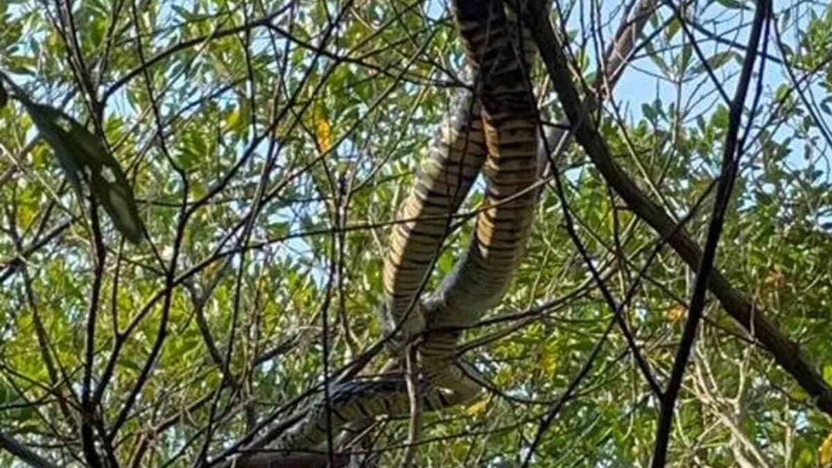 Pensa no susto, ao ver serpentes em árvores (Foto: Divulgação)