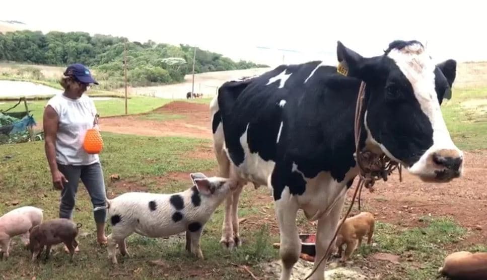 Leitão Chuco mamando na vaca Mansinha (Foto: Reprodução / RBS)