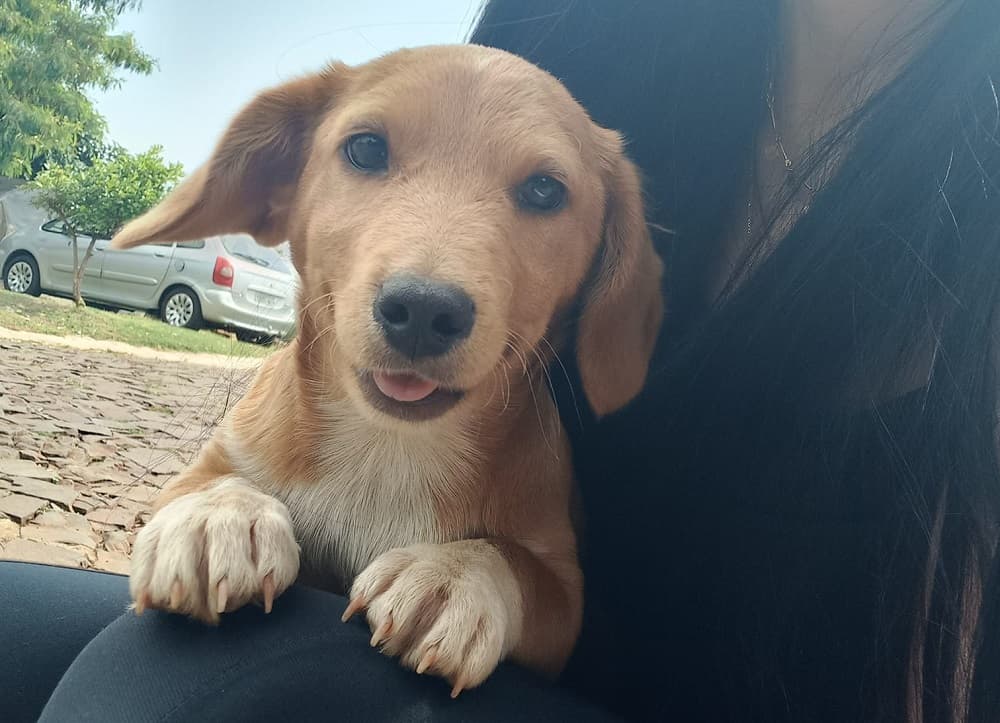 Audiência definiu acordo para visitas a cachorrinho na cidade Mondaí (Foto: Reprodução / Facebook)