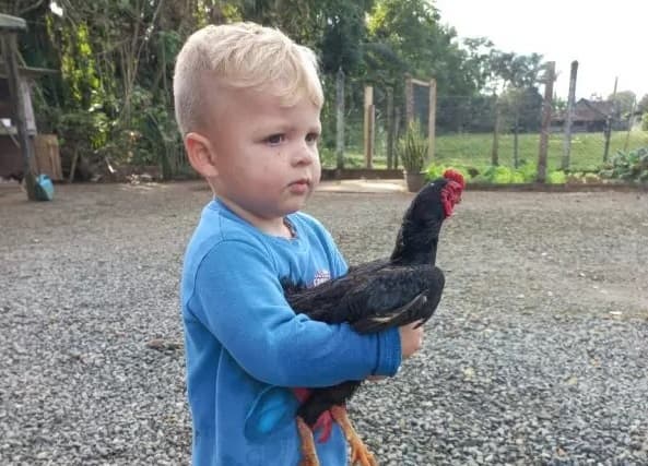 Galo não rejeita um colinho (Foto: Arquivo pessoal)