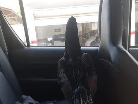 Galo estava andando de um lado para o outro nos bancos (Foto: Polícia Militar)